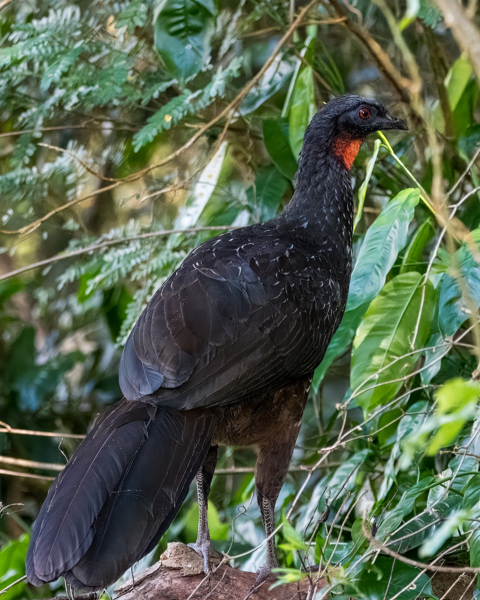 Dusky-legged Guan - Lupa Foto