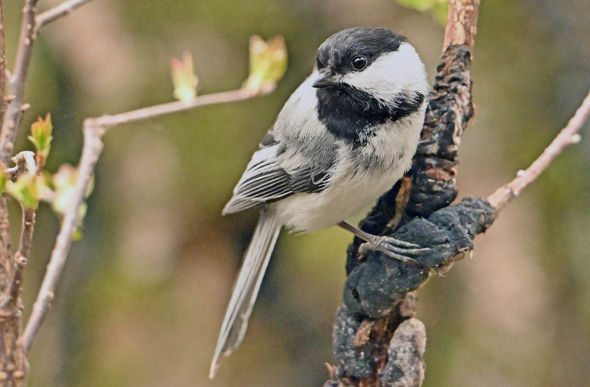 Black-capped Chickadee - Wayne Oakes