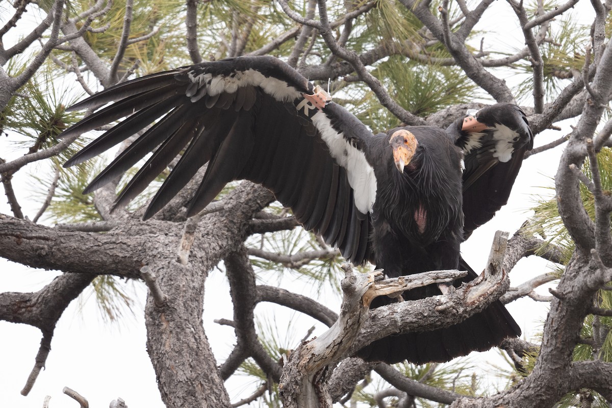 Turkey Vulture - ML618858818