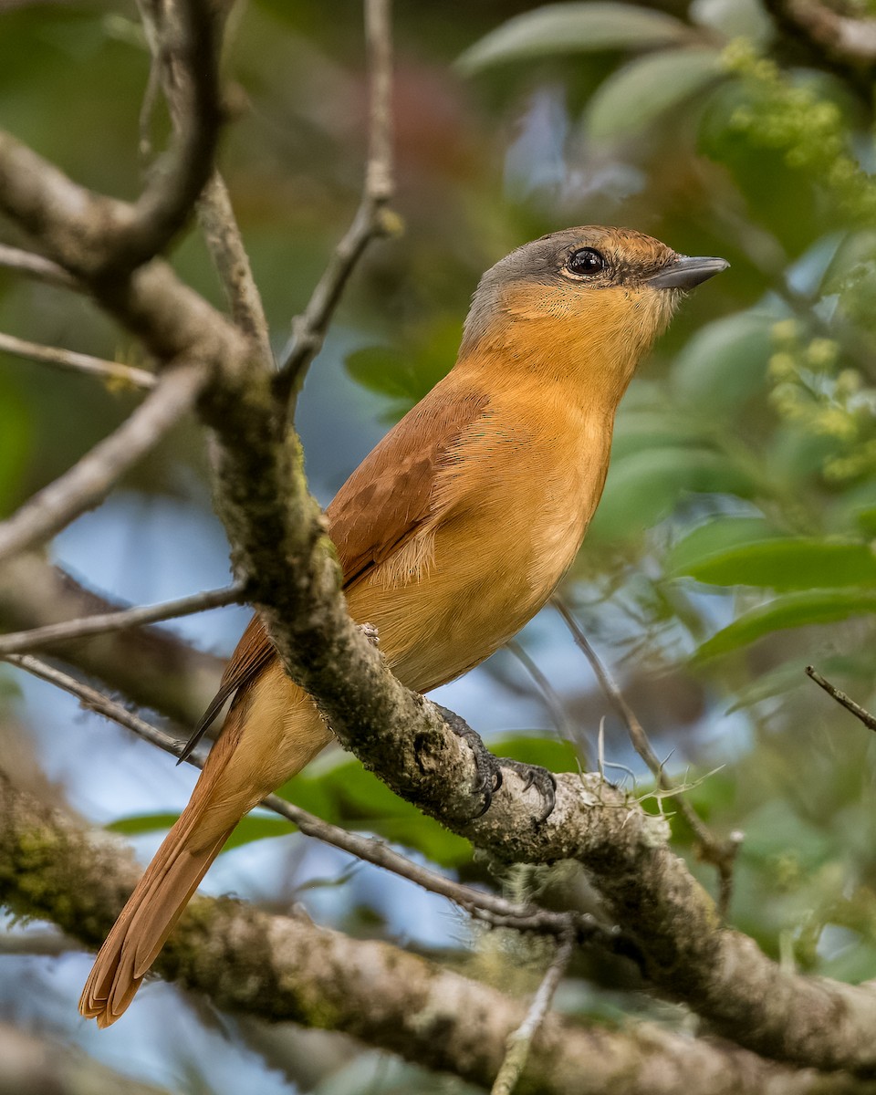 Chestnut-crowned Becard - Lupa Foto