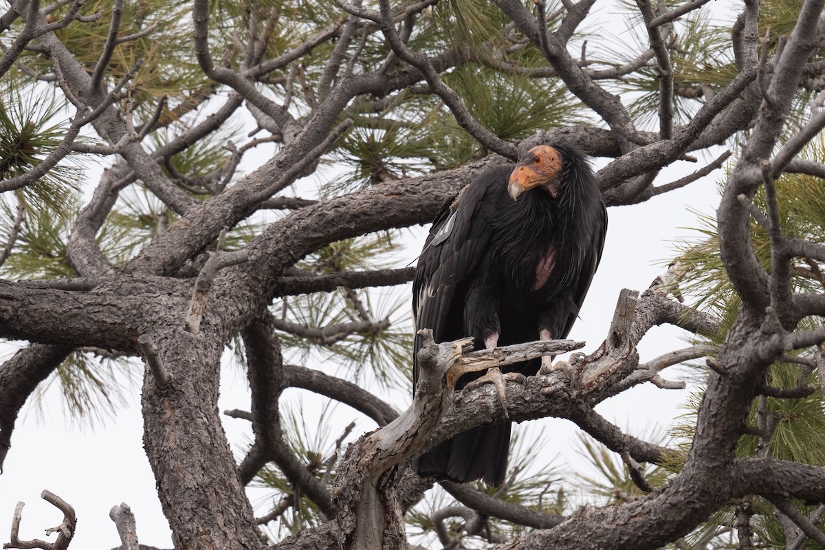 Turkey Vulture - ML618858838