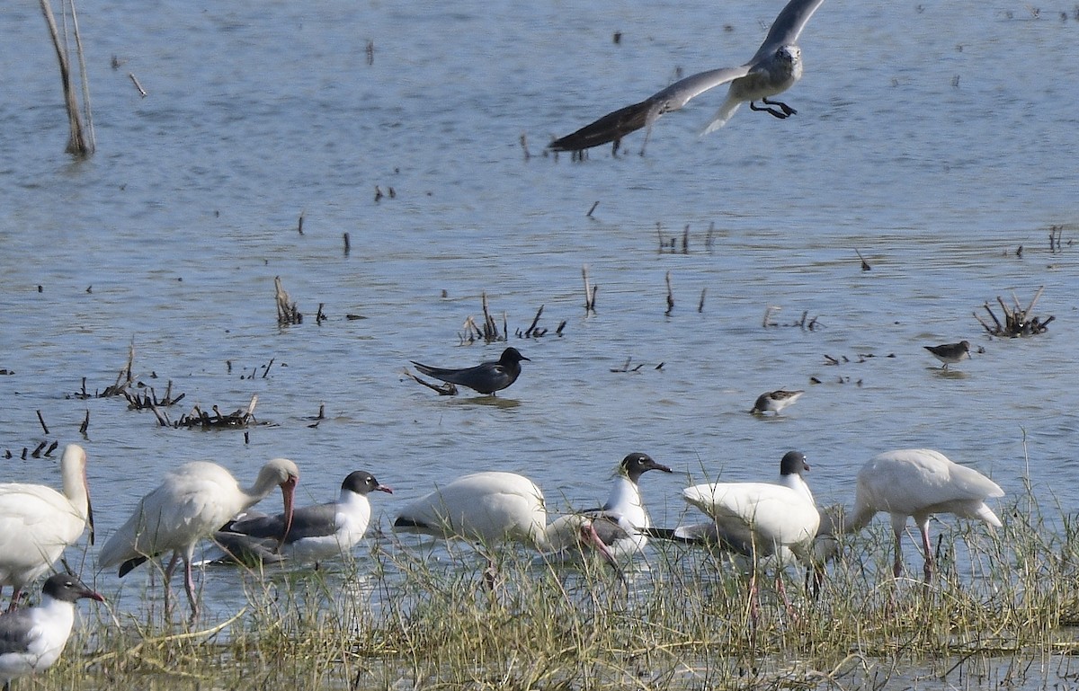 Black Tern - JoAnna Clayton