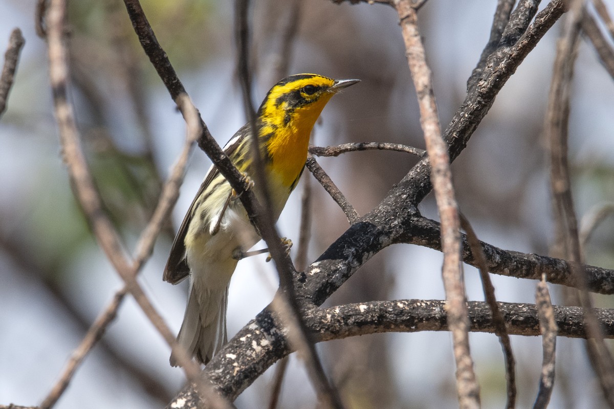 Blackburnian Warbler - Denny Swaby