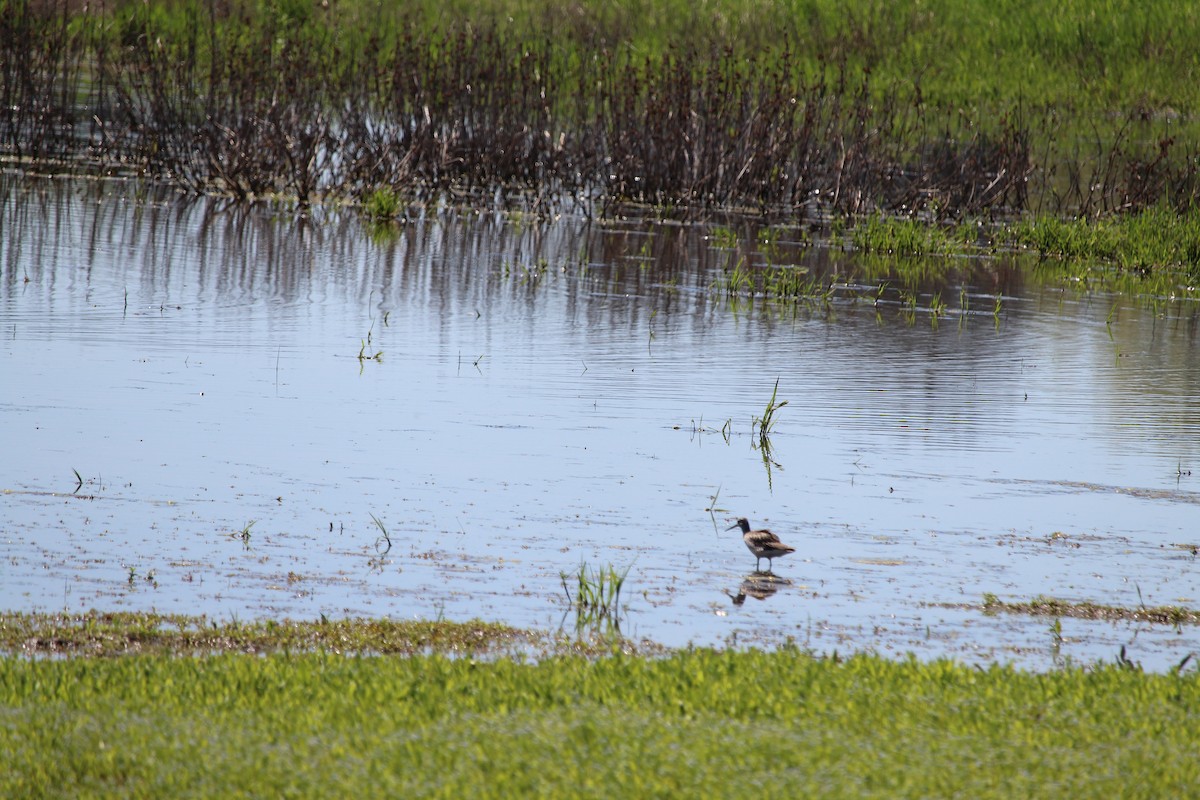 Long-billed Dowitcher - ML618858848
