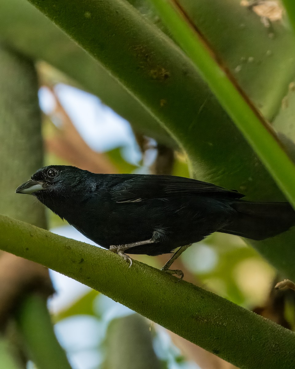 Ruby-crowned Tanager - Lupa Foto