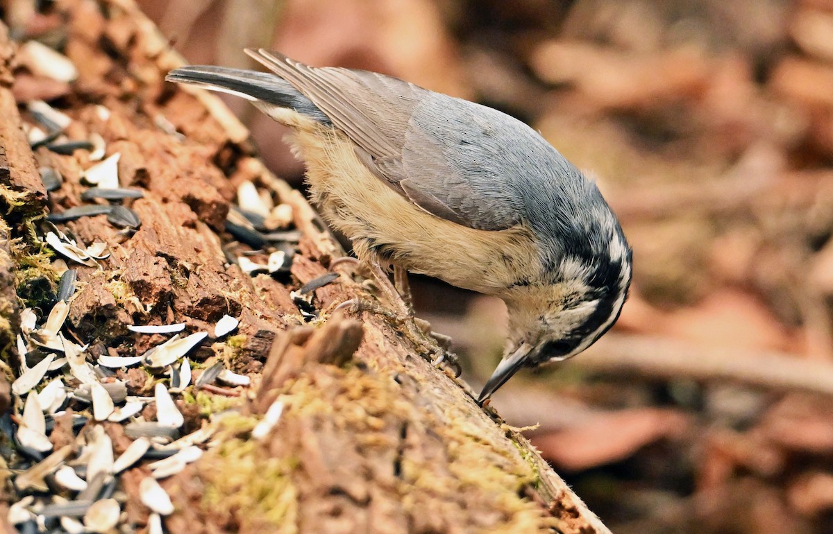 Red-breasted Nuthatch - Wayne Oakes