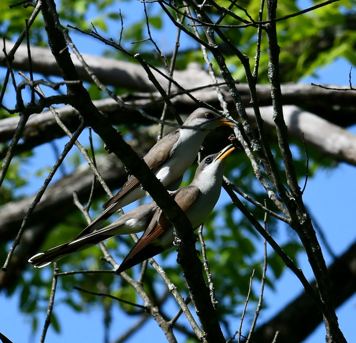 Yellow-billed Cuckoo - M Huston