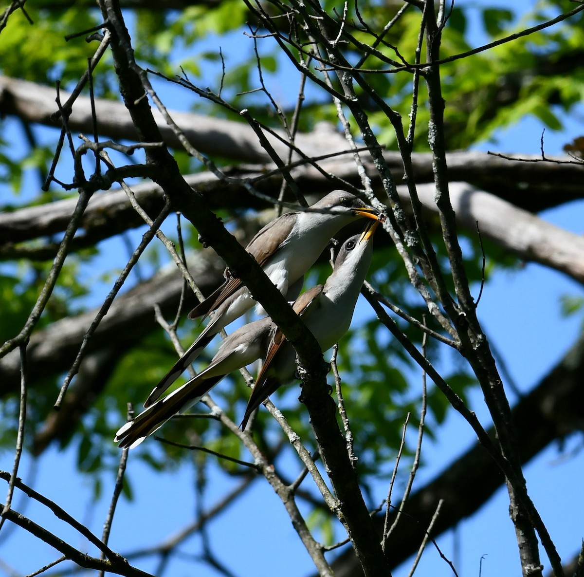 Yellow-billed Cuckoo - M Huston