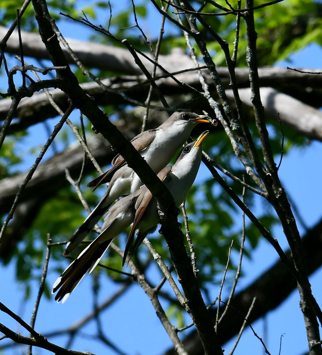 Yellow-billed Cuckoo - M Huston