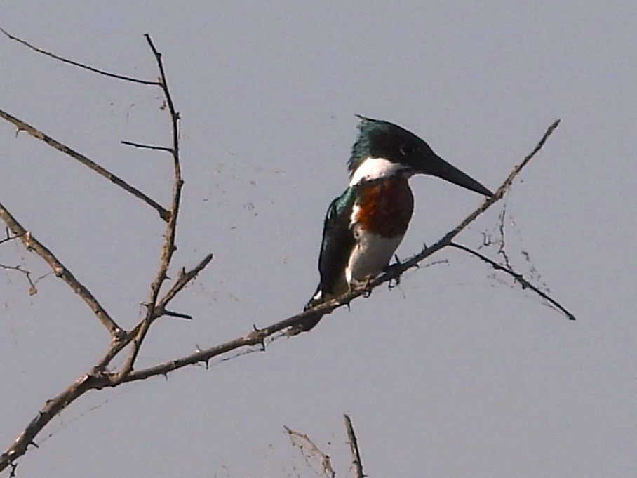 Amazon Kingfisher - Aldo Cruz