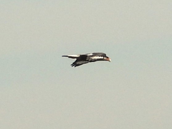 Crested Caracara - ML618858873