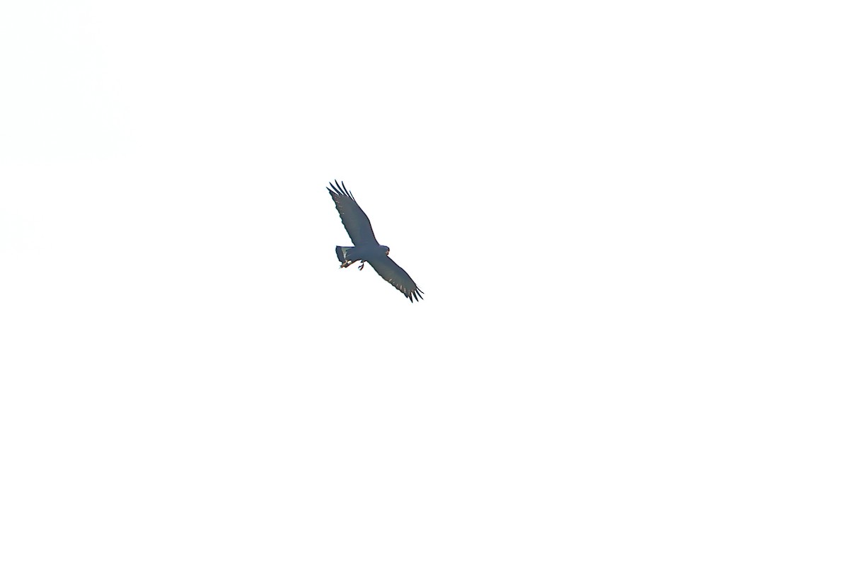 Zone-tailed Hawk - ML618858878