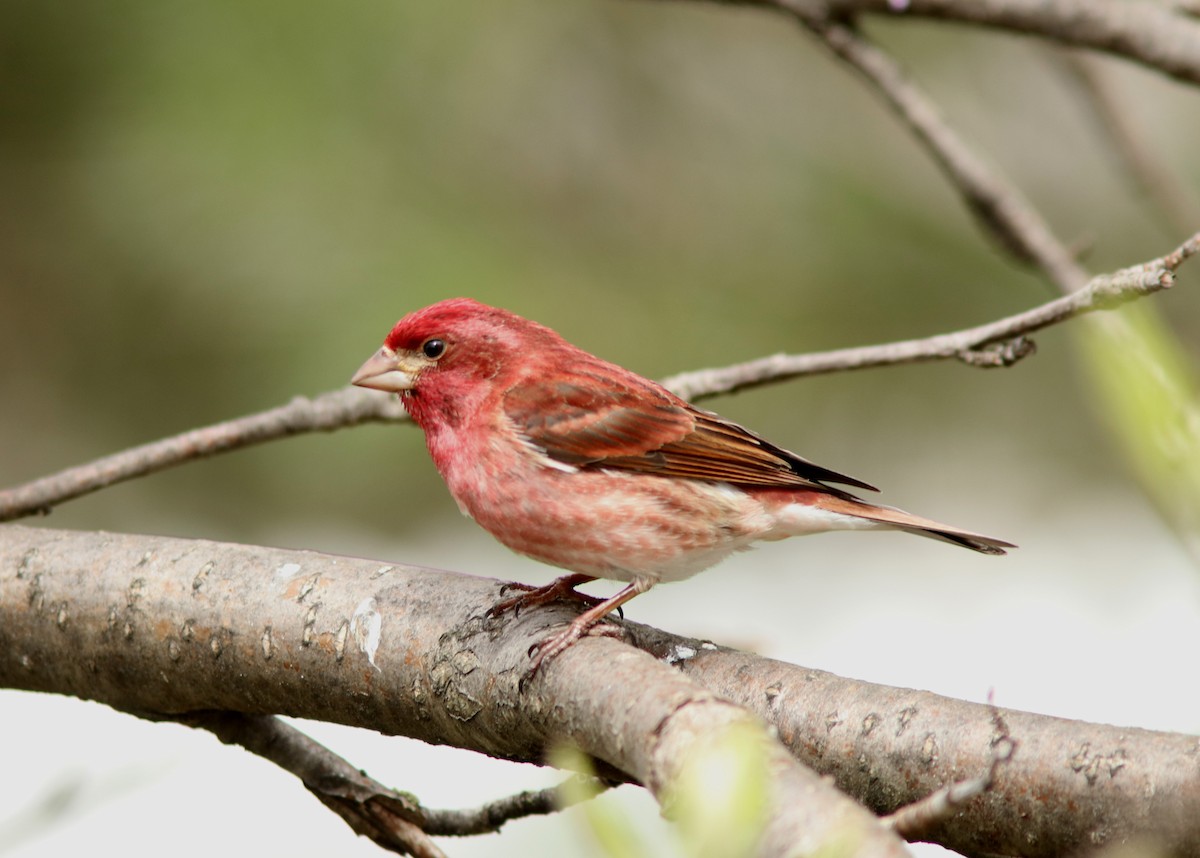 Purple Finch - Real Gauthier