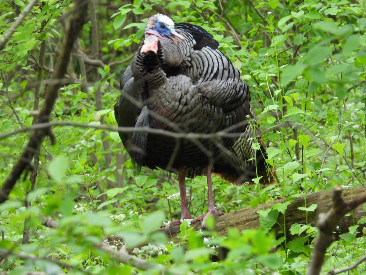 Wild Turkey - Pauline DesRosiers 🦉