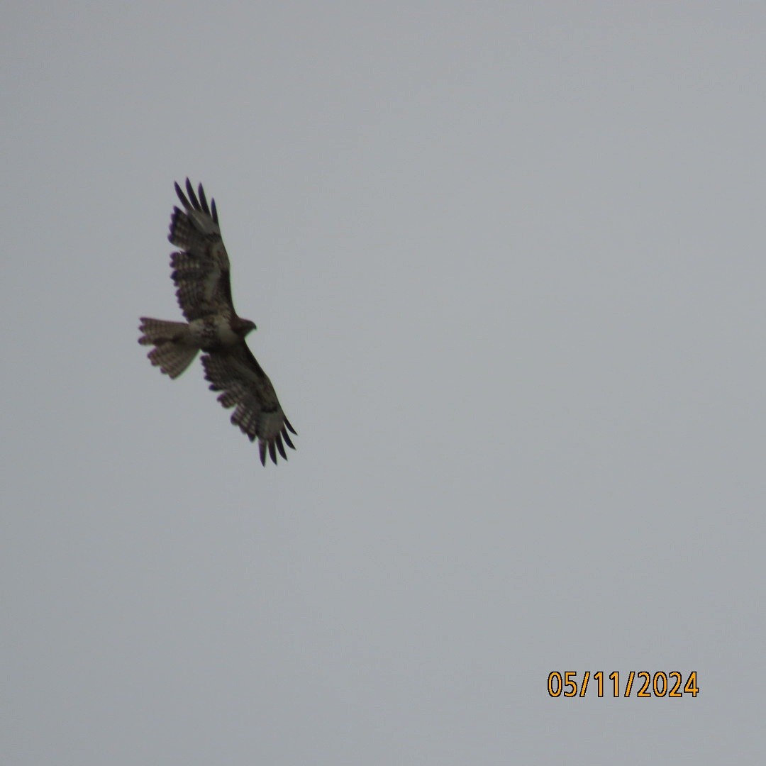 Red-tailed Hawk - Anonymous