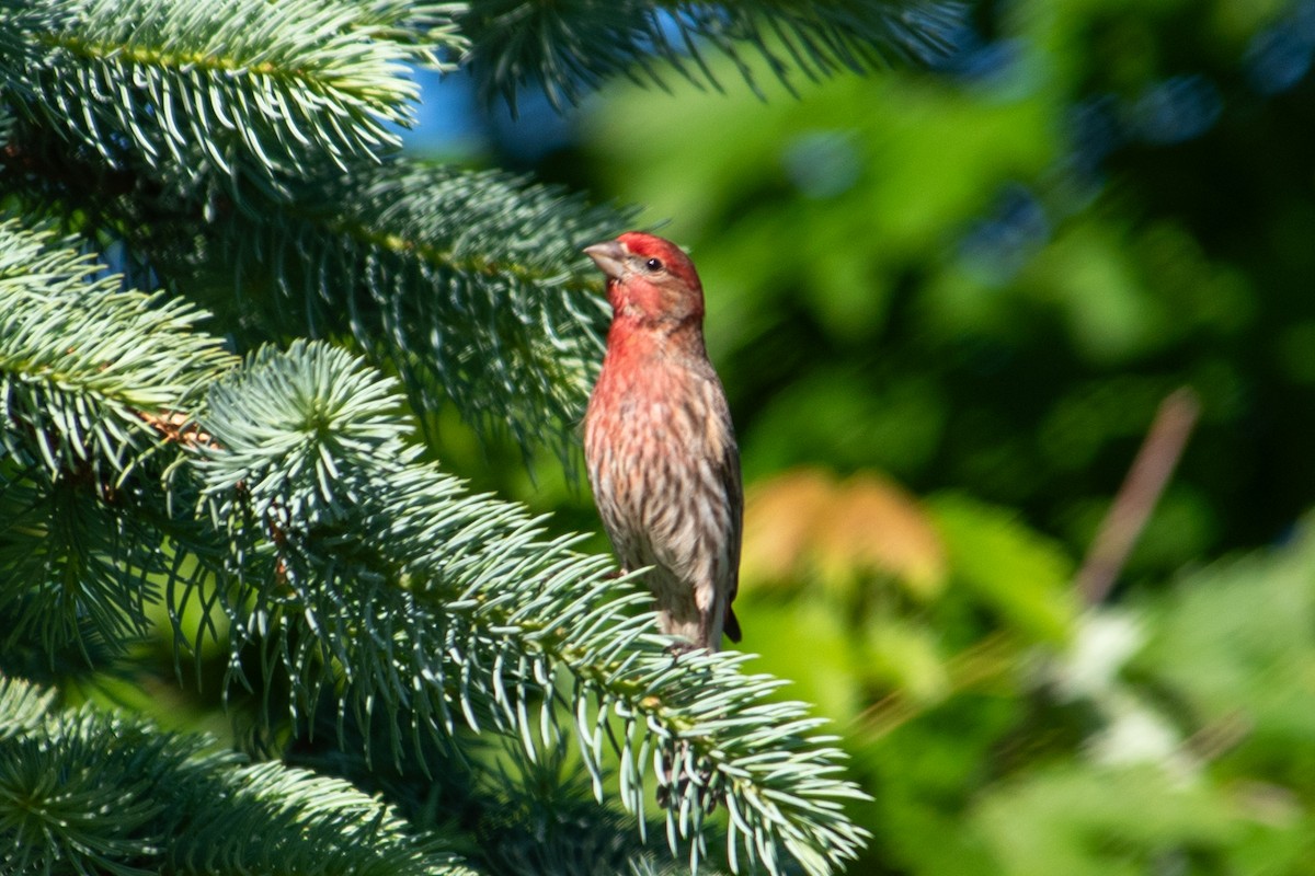 House Finch - Yixiao Liu