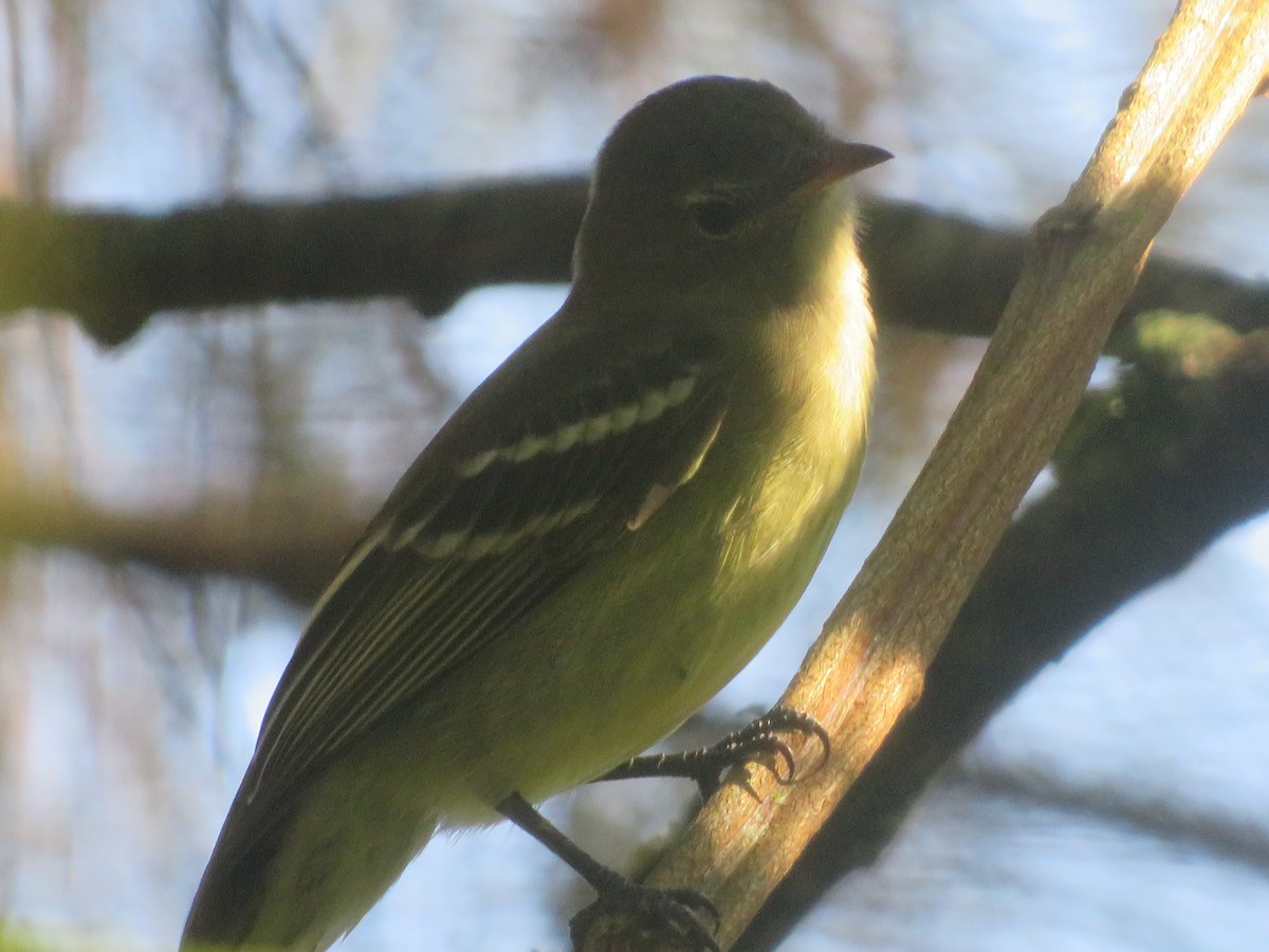 Small-headed Elaenia - Marcela Nestor