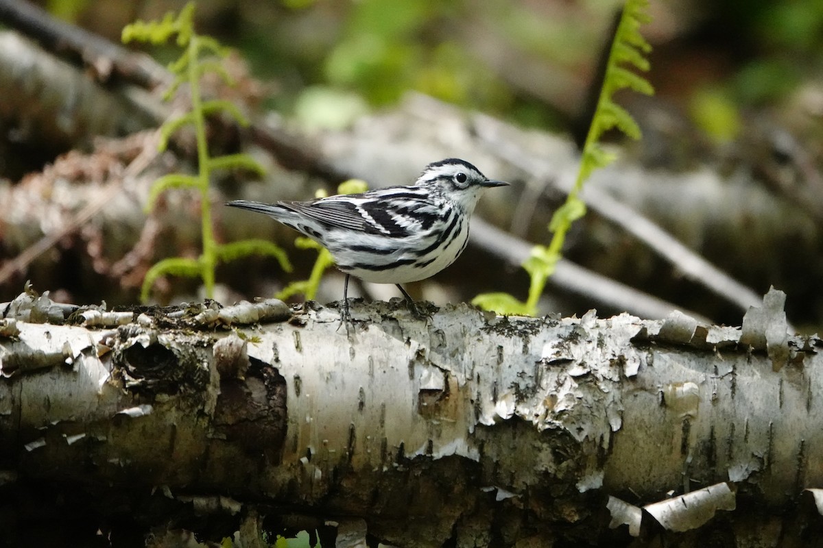 Black-and-white Warbler - E Nadeau