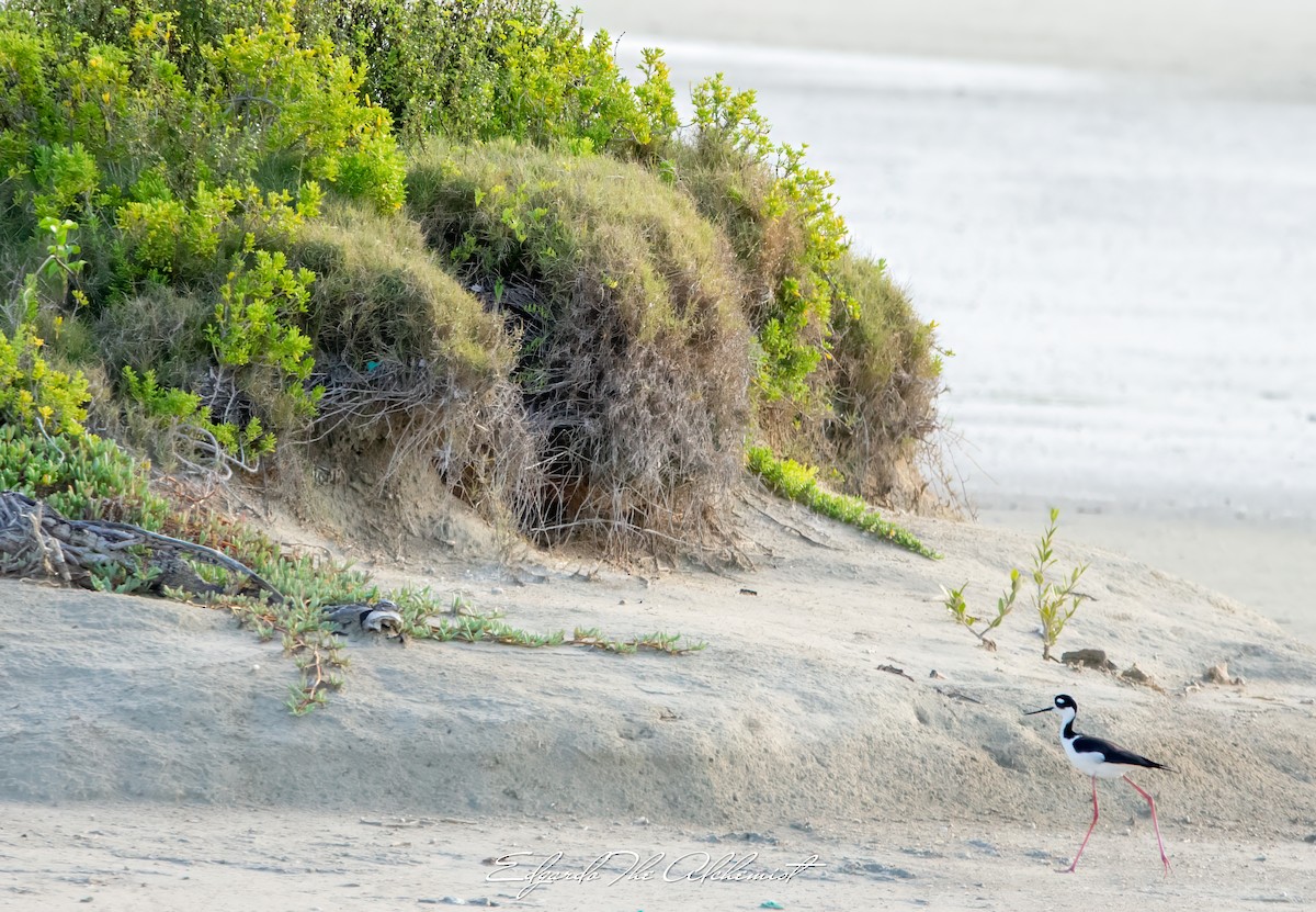 Black-necked Stilt - ML618858894