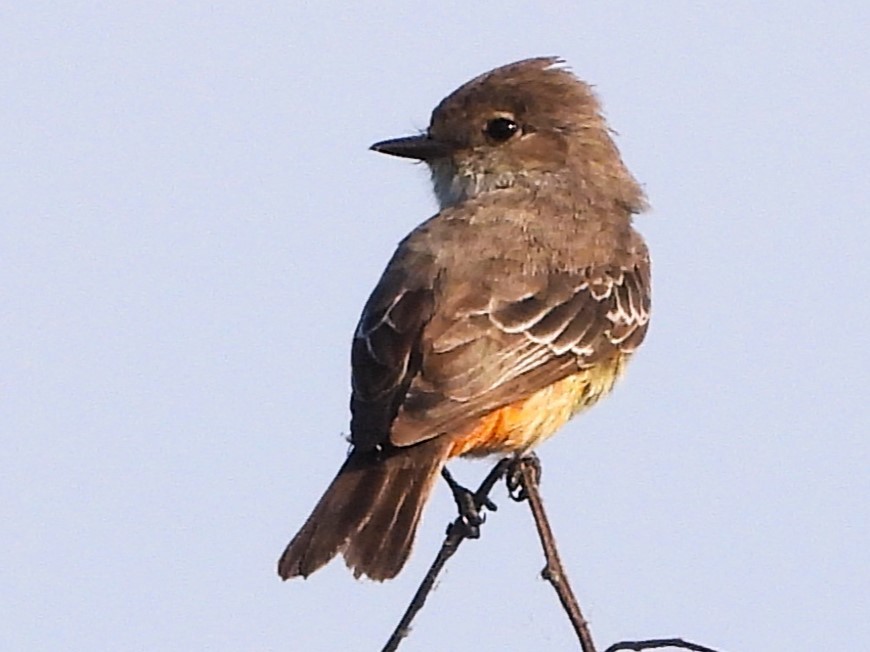 Vermilion Flycatcher - Aldo Cruz