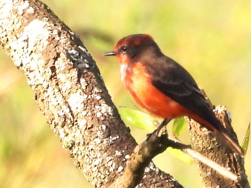 Vermilion Flycatcher - Aldo Cruz