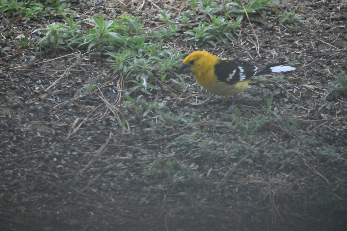 Yellow Grosbeak (Northern) - ML618858908