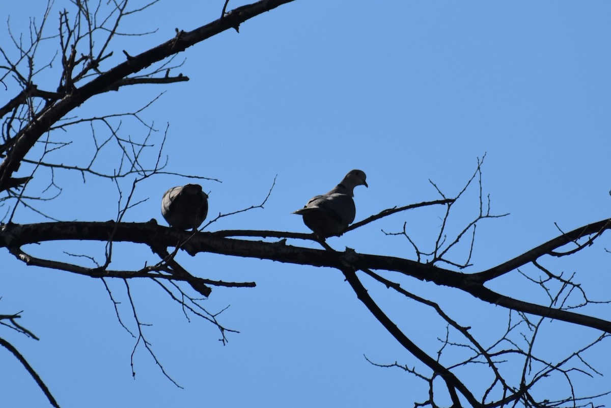 Eurasian Collared-Dove - Klaus Bielefeldt