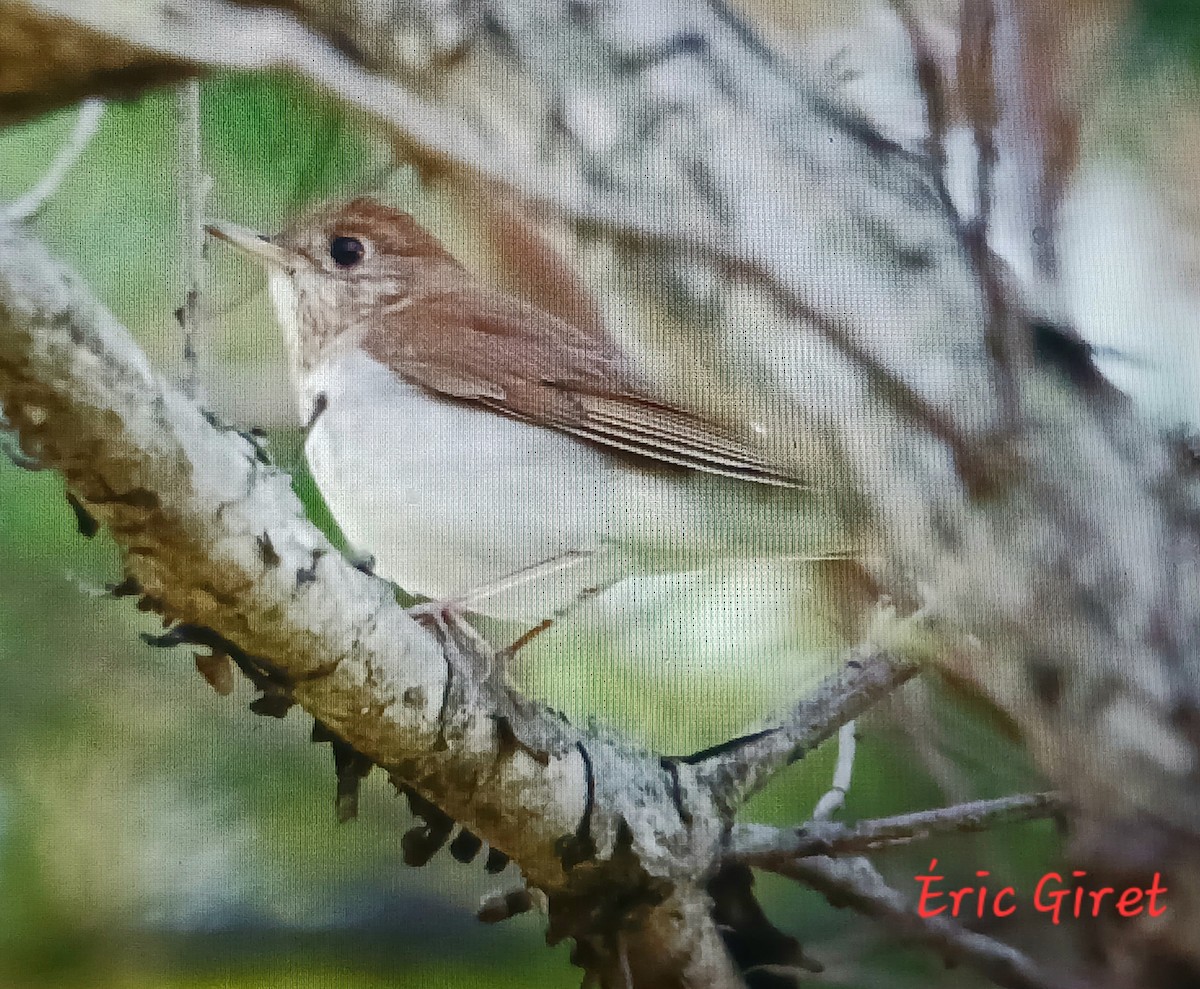 Veery - Éric giret