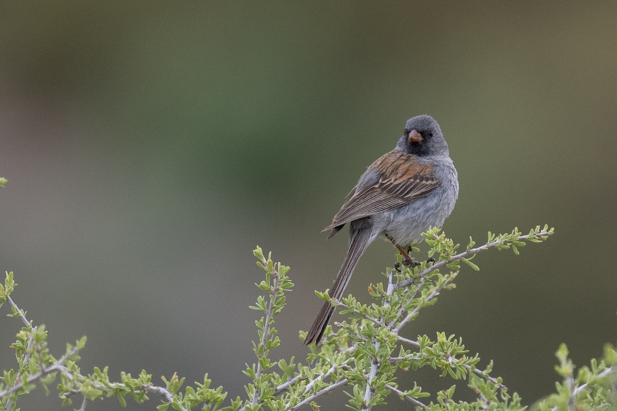 Black-chinned Sparrow - Ross Bartholomew