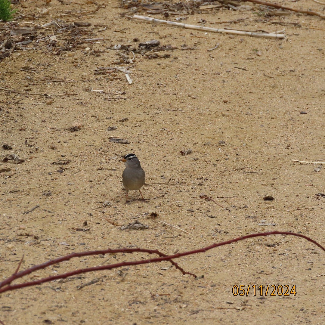 White-crowned Sparrow - Anonymous