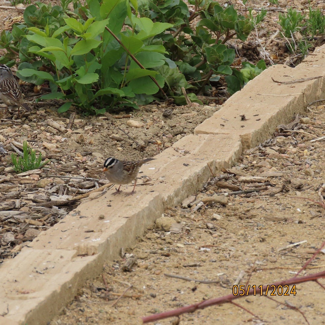 White-crowned Sparrow - Anonymous