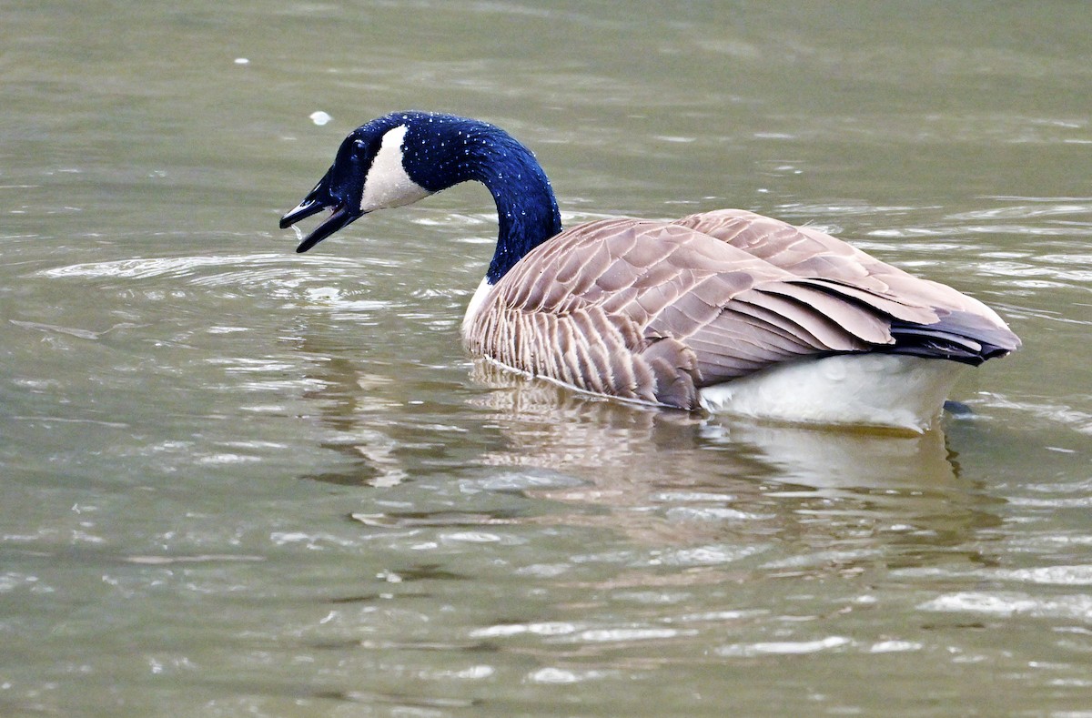 Canada Goose - Wayne Oakes