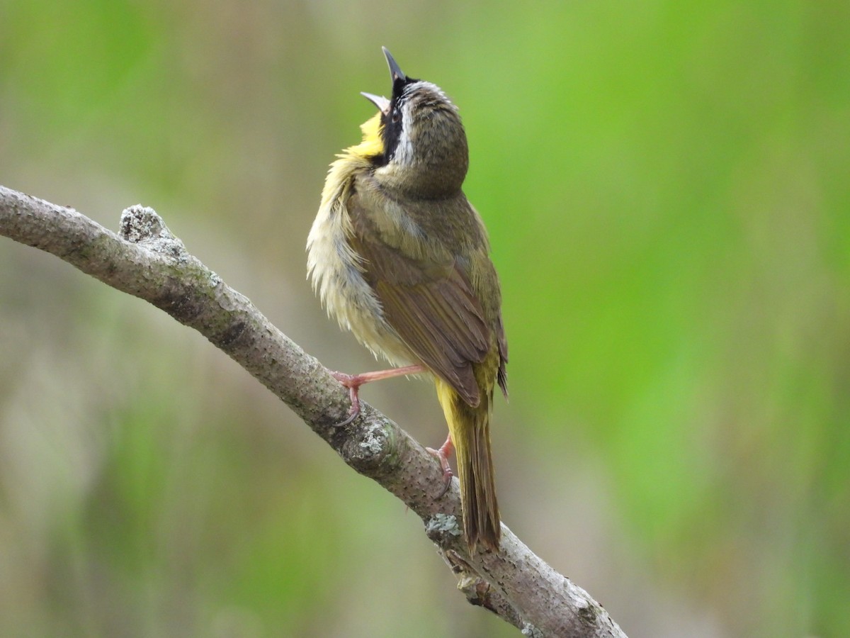 Common Yellowthroat - Pauline DesRosiers 🦉