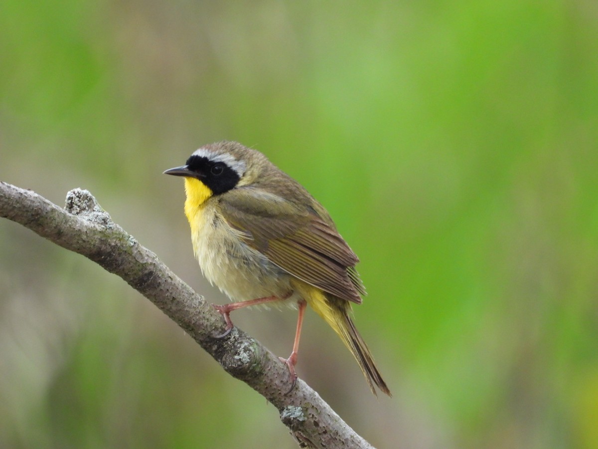 Common Yellowthroat - Pauline DesRosiers 🦉