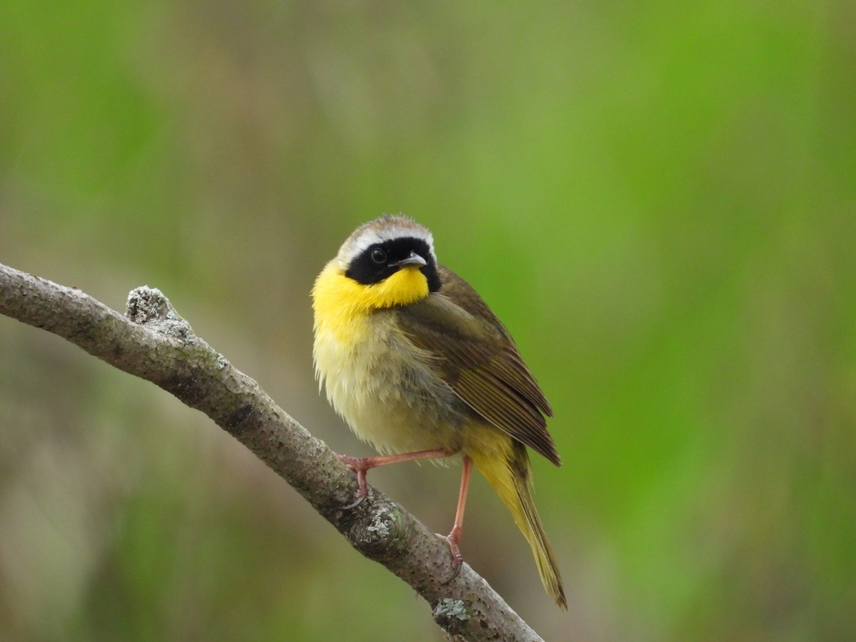 Common Yellowthroat - Pauline DesRosiers 🦉