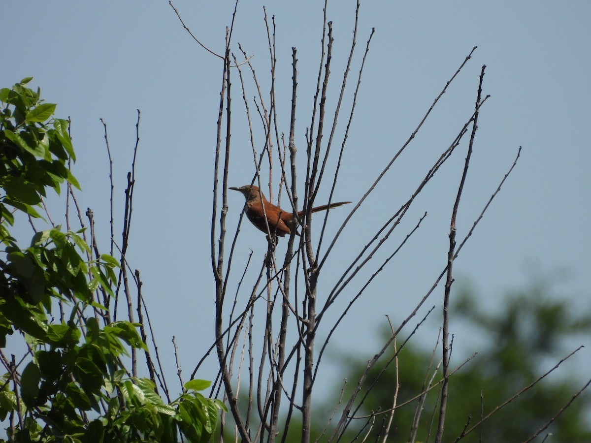 Brown Thrasher - Leann Henderson