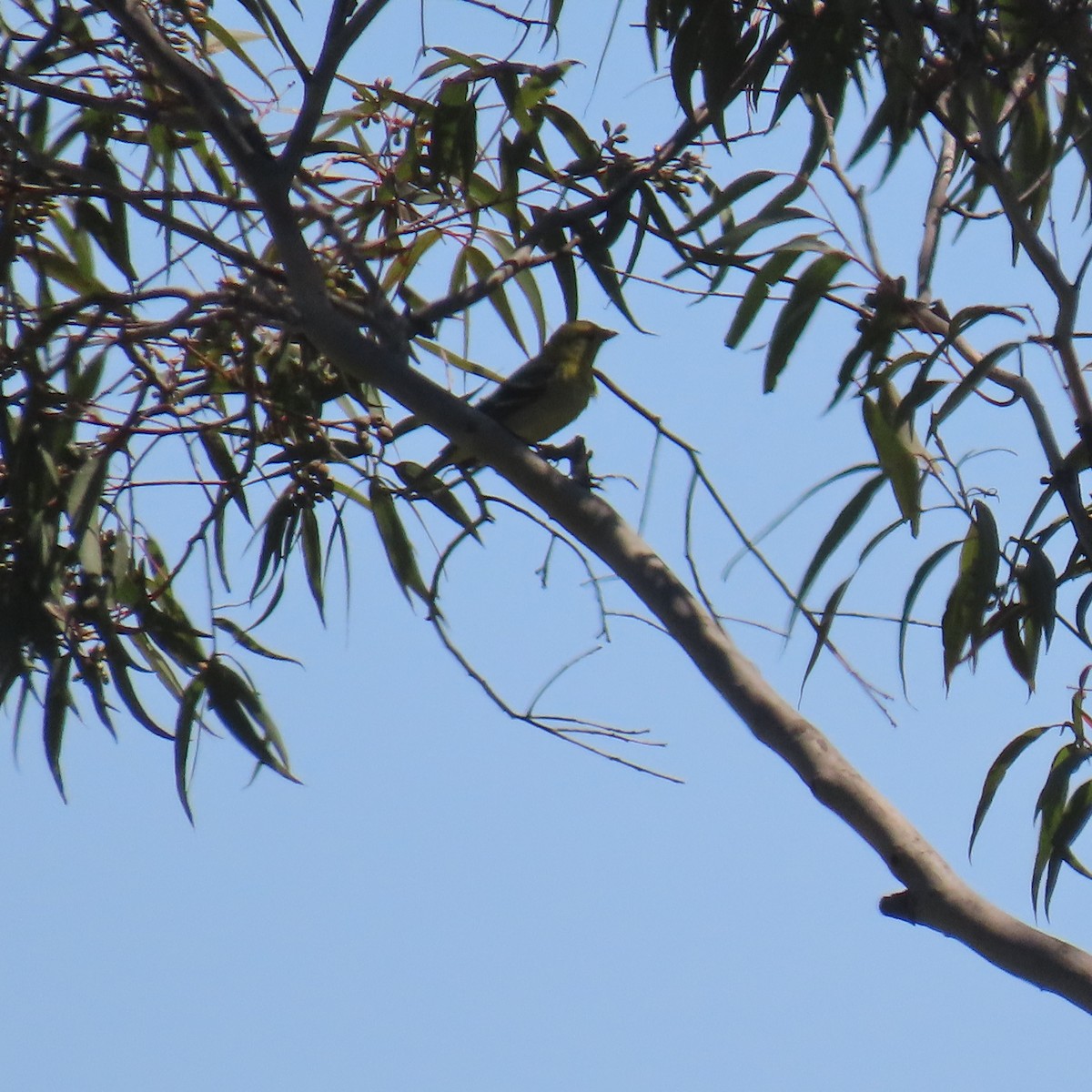 Western Tanager - Brian Nothhelfer