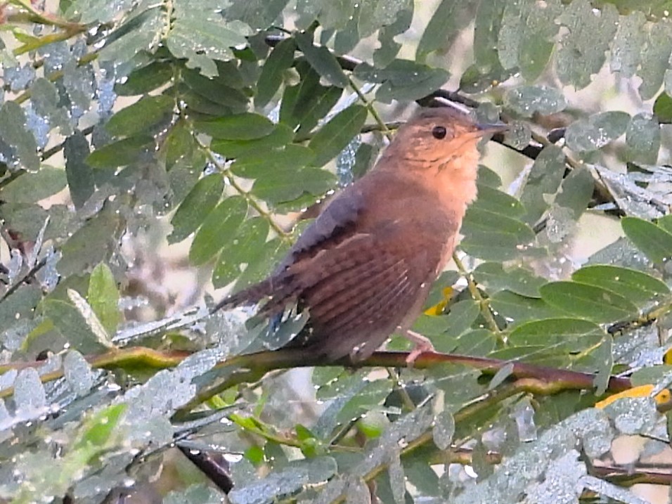 House Wren - Aldo Cruz