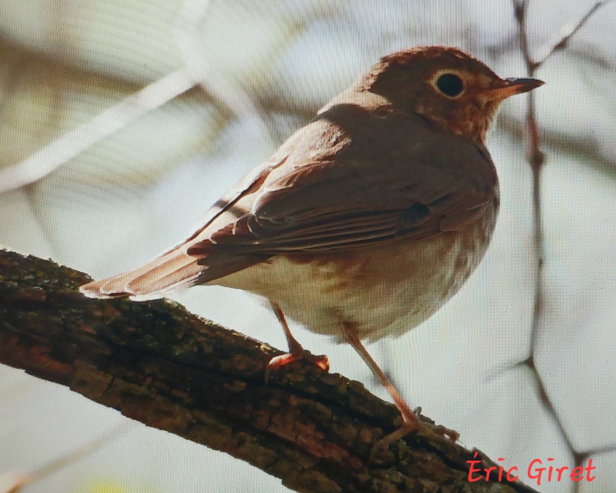 Swainson's Thrush - Éric giret