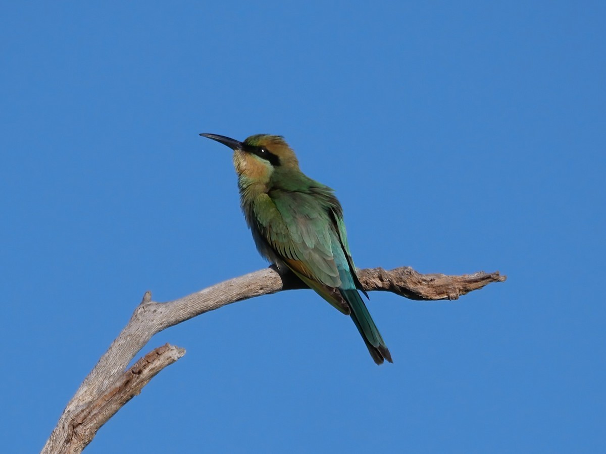 Rainbow Bee-eater - Shelley Altman