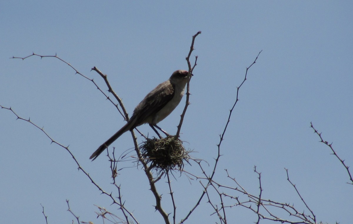 Tropical Mockingbird - ML618858982