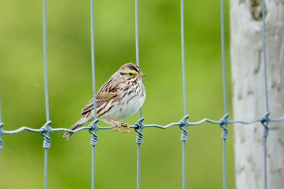 Savannah Sparrow - Charlie Roberto