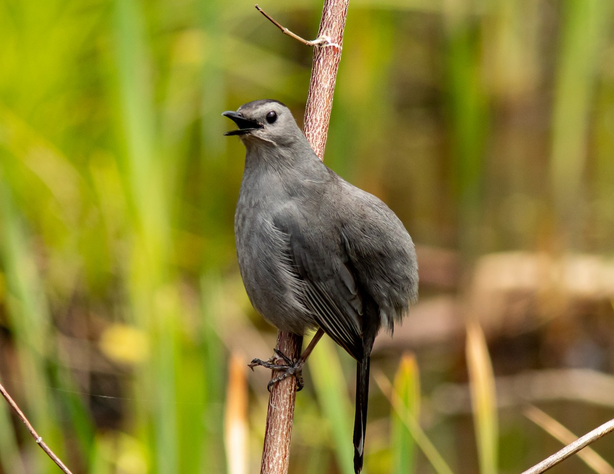 Gray Catbird - Donald Thompson