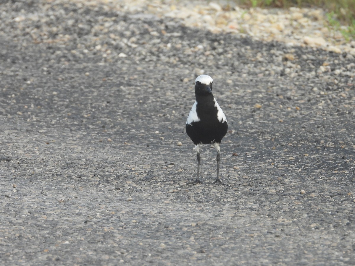 Black-bellied Plover - Terry  Little