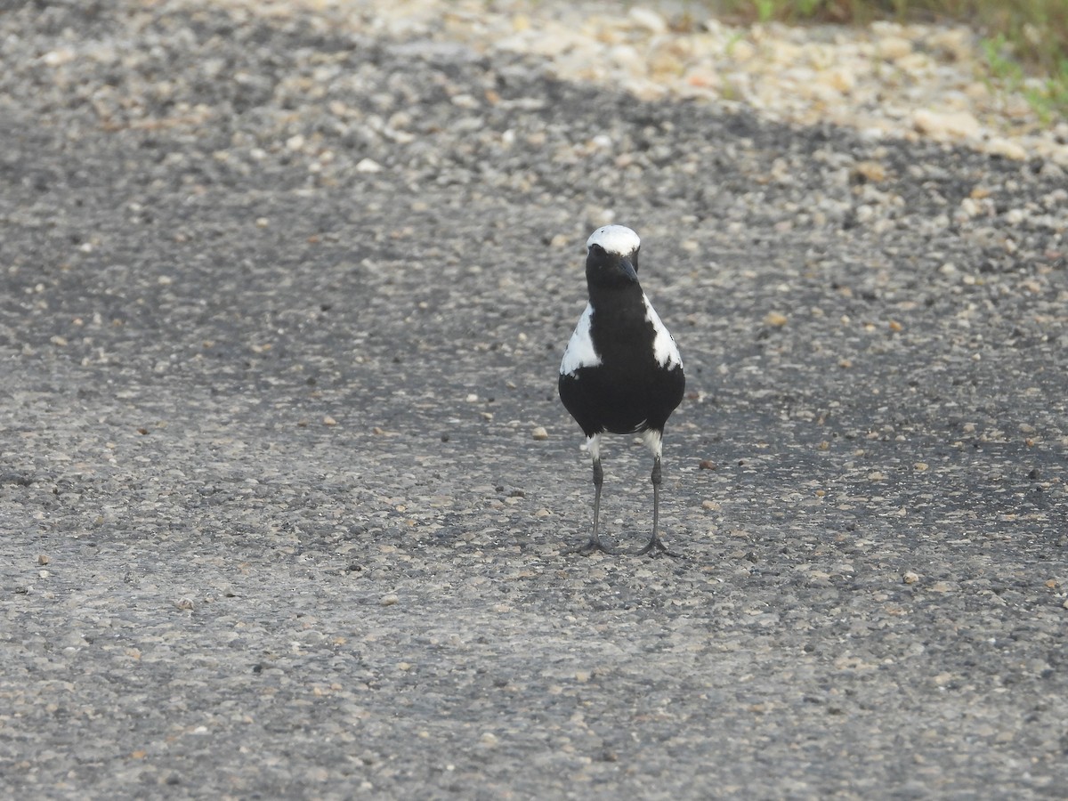 Black-bellied Plover - ML618858992