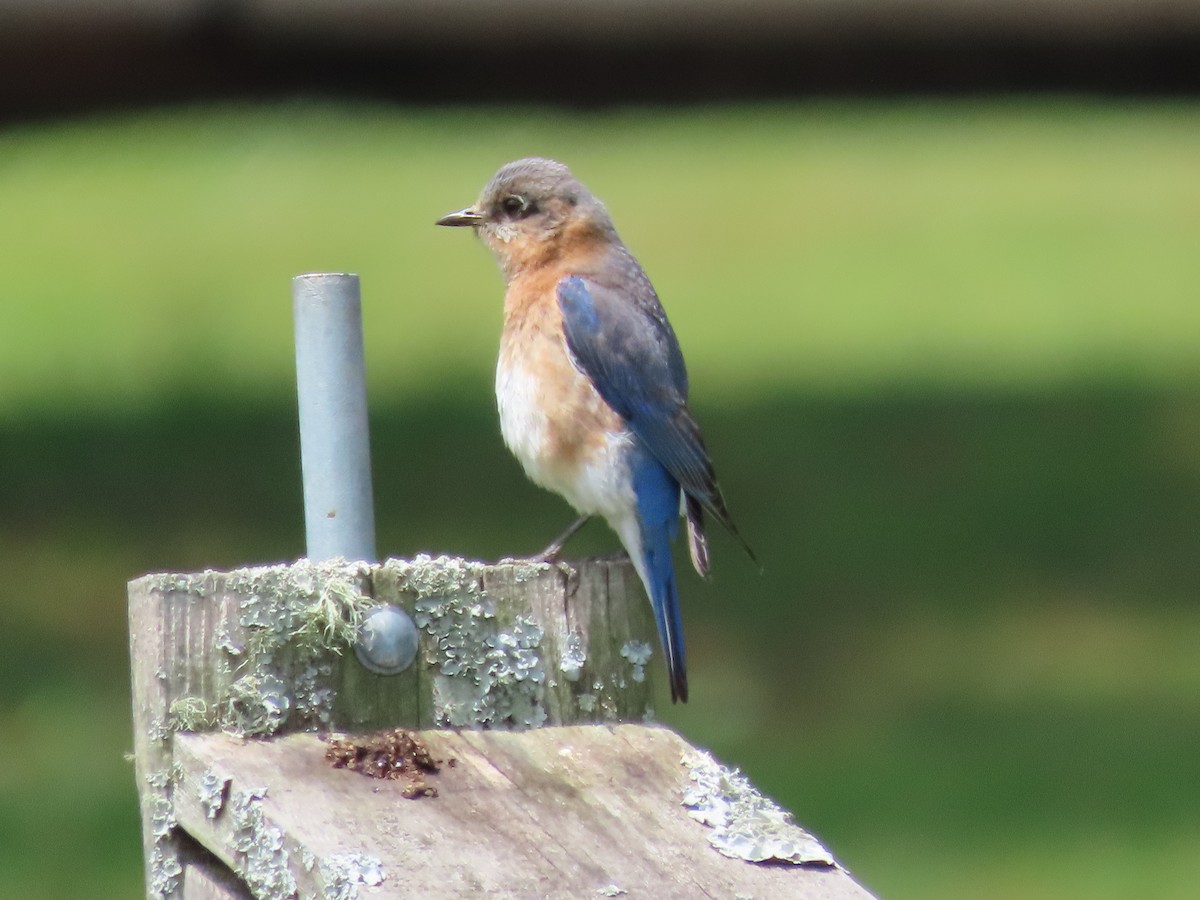 Eastern Bluebird - Amanda Douglas