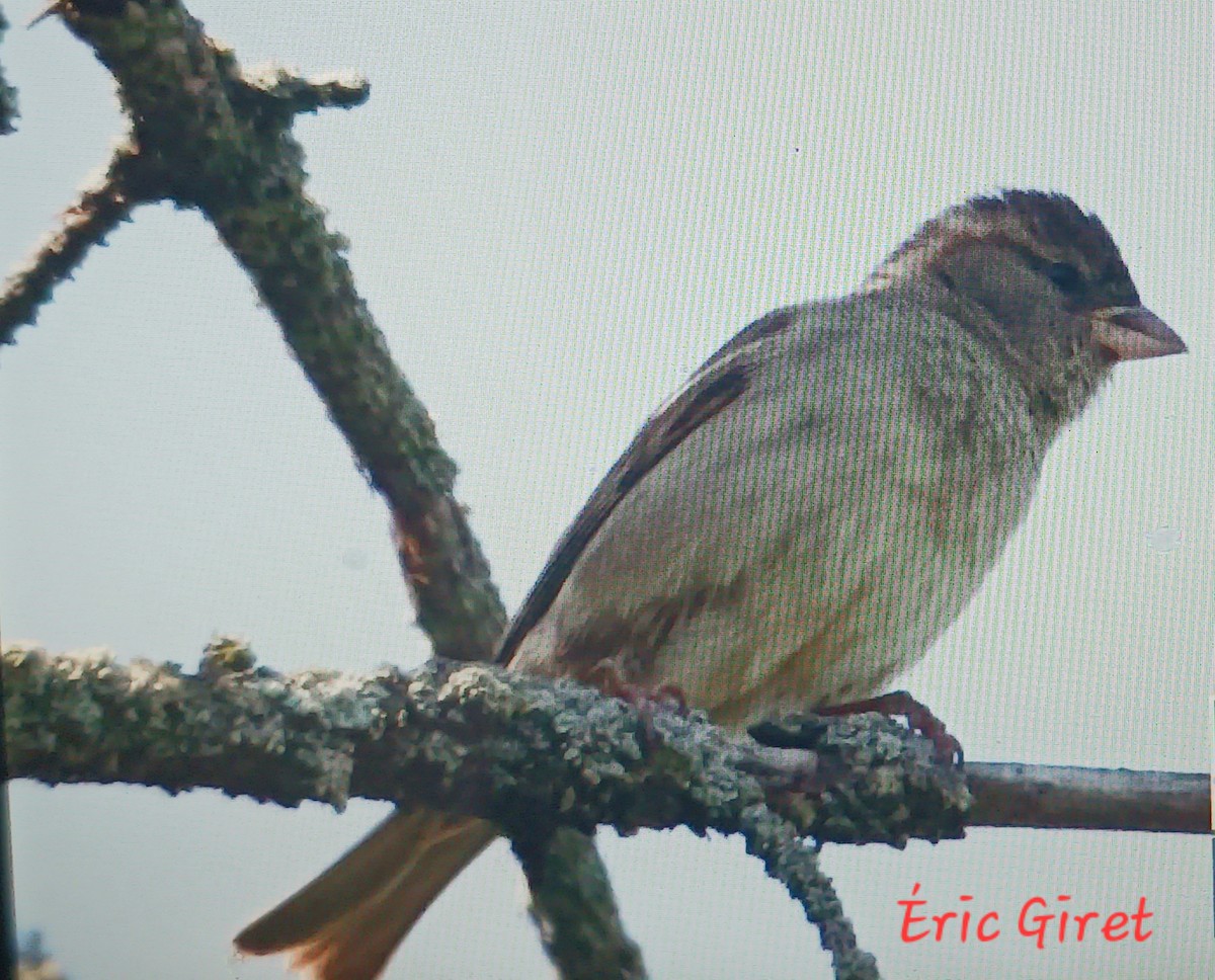 House Sparrow - Éric giret