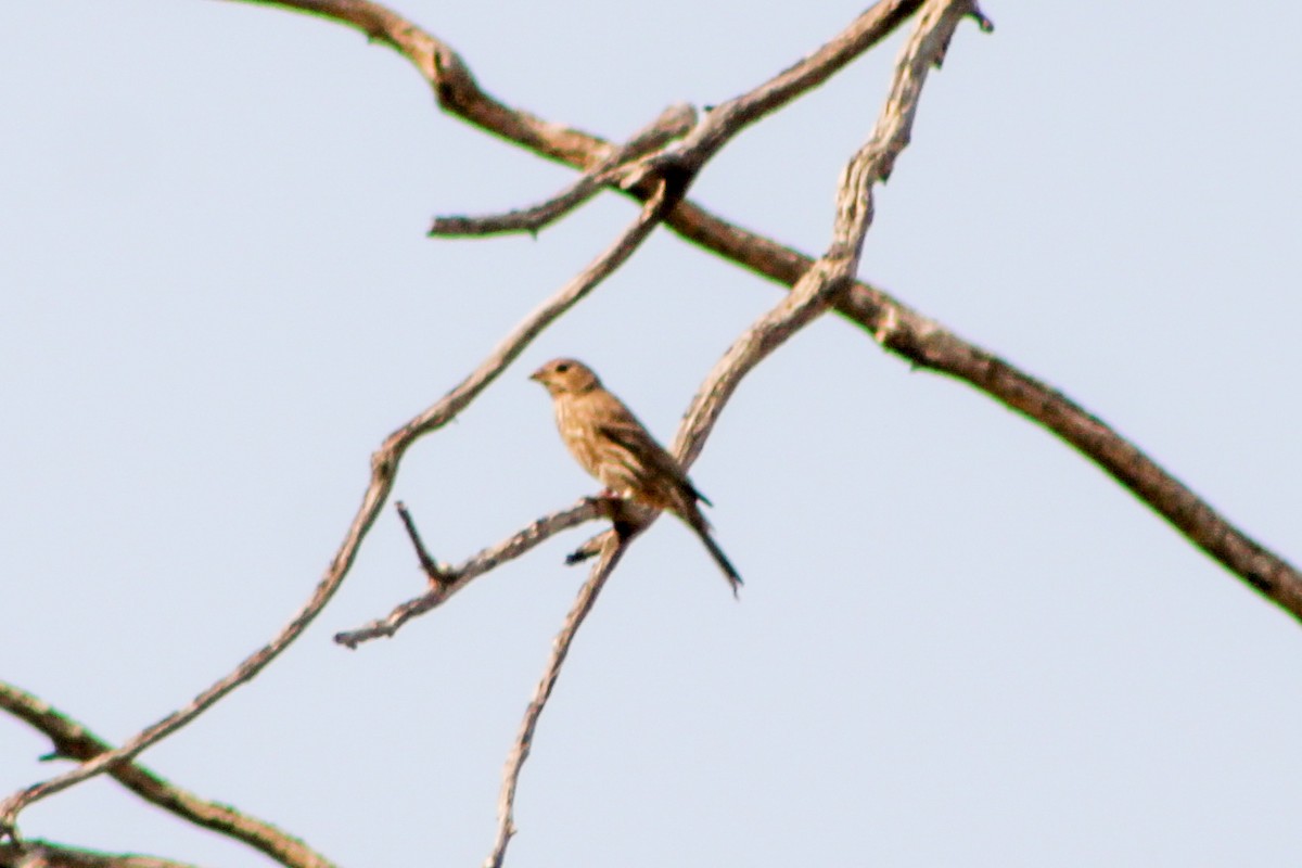 House Finch - Sarahí Maskafé