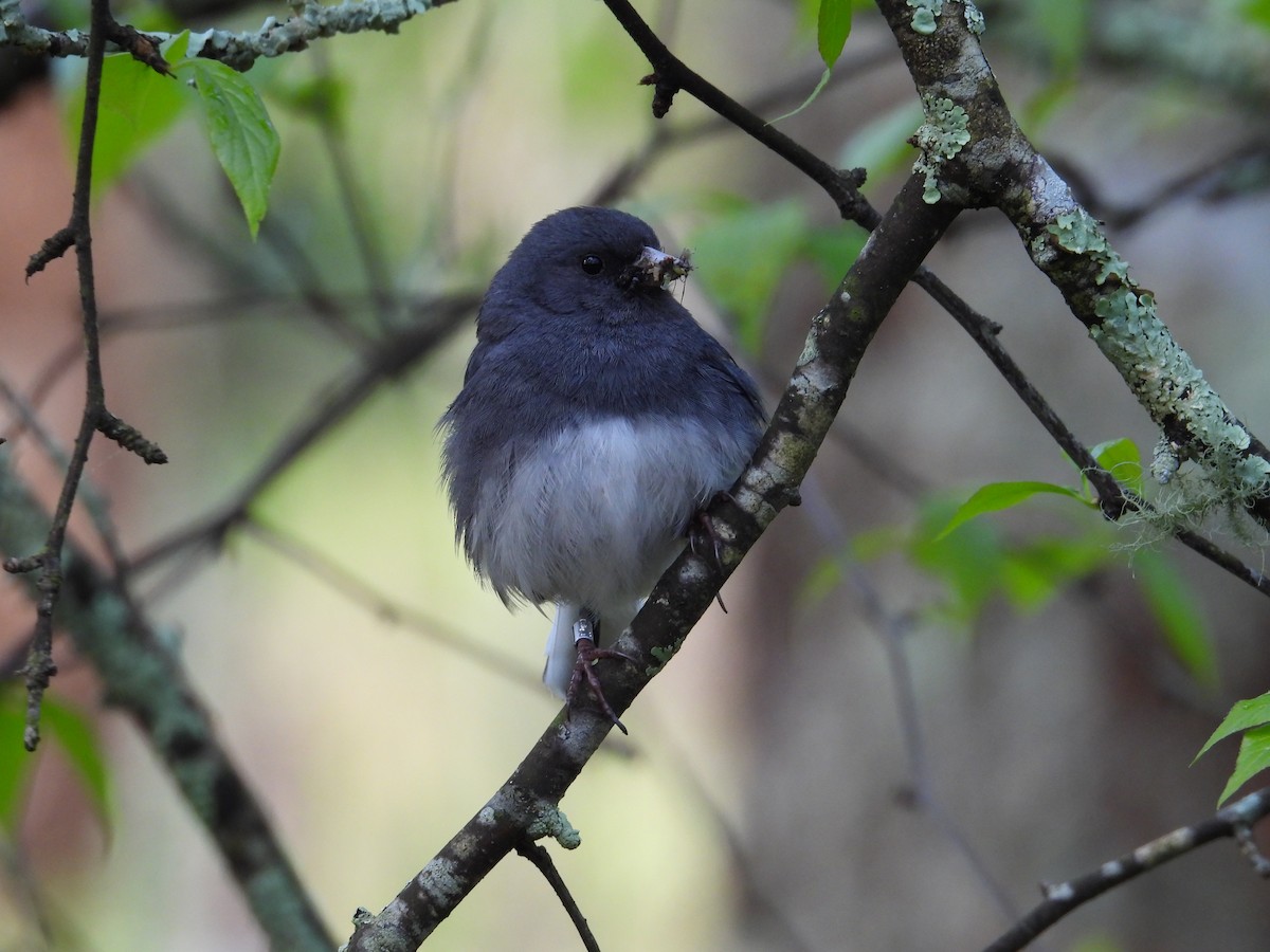 Dark-eyed Junco - Brady Walker