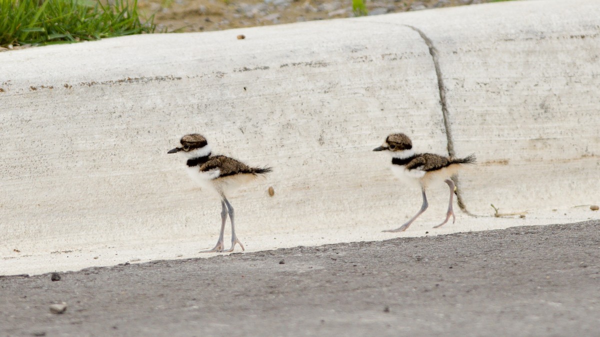 Killdeer - Galya Dokshina